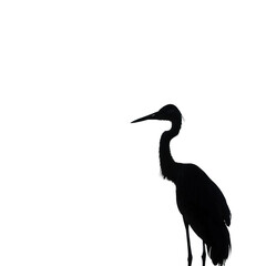 Fototapeta premium black crowned crane