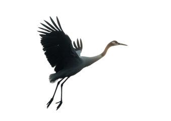black crowned crane
