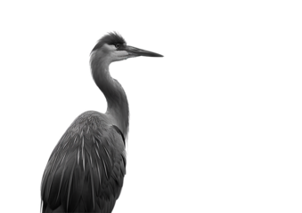 heron isolated on white