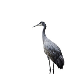 Fototapeta premium heron isolated on white