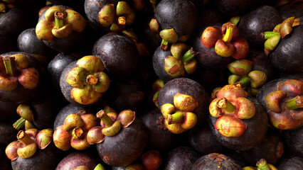 Fresh purple mangosteen from the organic mangosteen tree Bangkok, Thailand