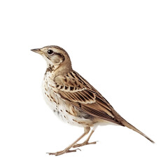 Fototapeta premium sparrow isolated on white background