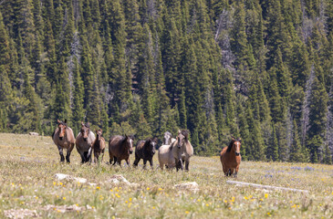 Wild Horses in Summer in the Pryor Mountians Montana