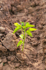 A close-up of a young plant sprouting in fertile soil. This image highlights early growth stages, symbolizing new beginnings, agricultural potential, and the nurturing of nature.