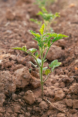 A close-up of a young tomato plant growing in a well-prepared soil bed. The small green leaves and stem are fresh and healthy, showing early stages of growth.