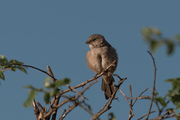 A Southern grey-headed sparrow, Passer diffusus, in the Pilanesberg National Park in South Africa
