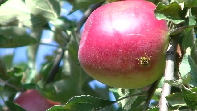 Wasp in red apple Jonathan ripening on apple tree on sunny day - close up shot, real time. Topics: orchard, insect, natural environment, nature