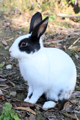 closeup the white black young rabbit enjoy the nature on the grey brown background.