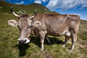 cows in the field