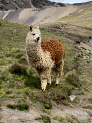 llama in the mountains