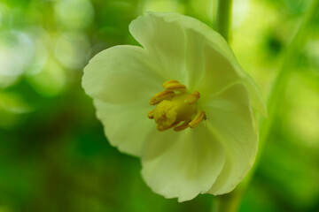 Close up of a mayapple bloom found in a Wisconsin forest in May.
