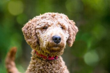 A Golden Retriever x Poodle mixed breed dog, or 