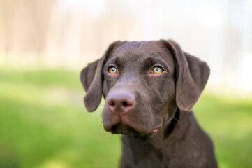 A Chocolate Labrador Retriever puppy outdoors