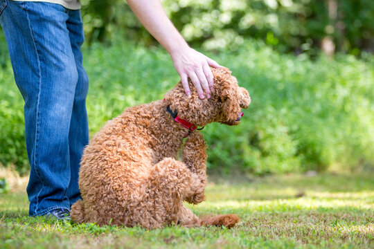 A Golden Retriever x Poodle mixed breed dog or "Goldendoodle" scratching