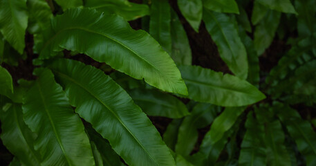 Green leaves pattern background, natural background. Close-up view of nature against the background of green leaves. Tropical leaf.