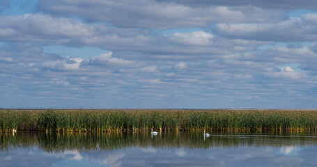 Water plants in the lake. Plants in the lake, green reeds on lake outdoors. Bright day under a long blue sky. White fluffy clouds are reflecting in the lake. Beautiful summer background.