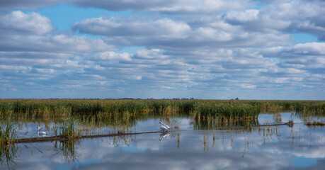 Water plants in the lake. Plants in the lake, green reeds on lake outdoors. Bright day under a long blue sky. White fluffy clouds are reflecting in the lake. Beautiful summer background.