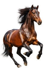 Obraz premium Brown horse with a black mane and tail is running isolated on white or transparent background, png clipart, design element. Easy to place on any other background.