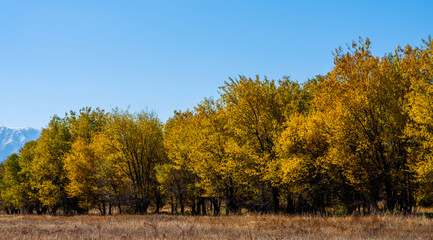 Autumn trees against a background of blue sky and mountain range.