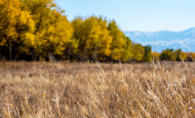 Selective focus of tall grass waving in the wind. Yellow wild grass against the backdrop of a...