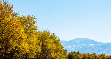 Autumn trees against a background of blue sky and mountain range.