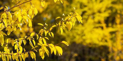 Beautiful autumn landscape with trees and sun. Colorful foliage in the park. Natural background with back light from the setting sun.