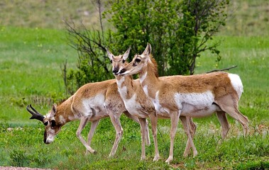 Antelope in Yellowstone n.p.