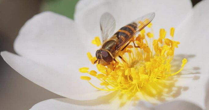 Hoverflies, flower flies or syrphid flies, insect family Syrphidae.They disguise themselves as dangerous insects wasps and bees.The adults of many species feed mainly on nectar and pollen flowers.