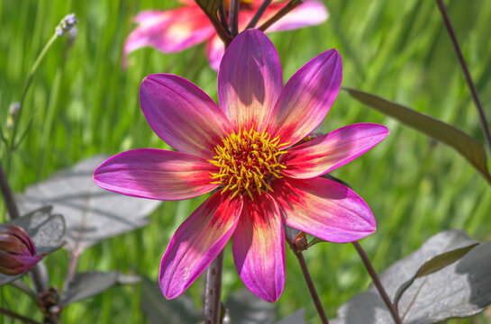 Dahlia 'Dahlegria Tricolore' (Rockin Rosi - Pflanze Des Jahres 2020)