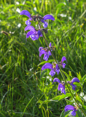 Blühender Wiesensalbei (Salvia pratensis), auch Wiesen-Salbei