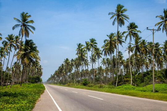 Tropical Road Lined with Palm Trees in Tucacas Falcon Venezuela