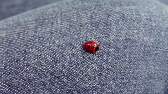 Close up of a ladybug on a woman's leg wearing jeans