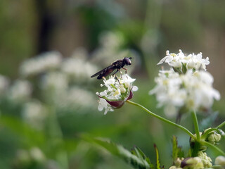 Fly on leaf