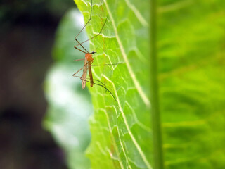 Fly on leaf