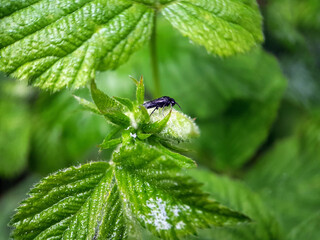 Fly on leaf