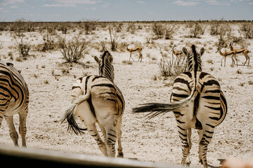 Namibia Etosha National Park Zebras