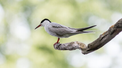 black capped kingfisher