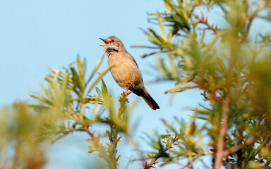 red backed shrike