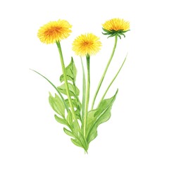 Dandelion flowers composition botanical watercolor illustration 