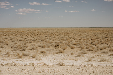 Koyote im Etosha Nationalpark in Namibia