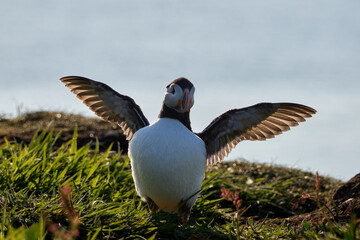 Papageientaucher mit Meer im Hintergrund breitet die Flügel gegen die Abendsonne aus 