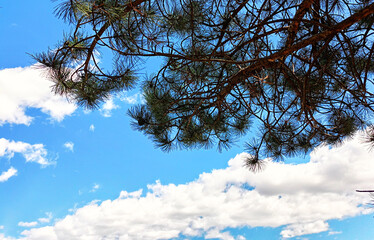 Caution Sign - Allergy Season Ahead, Pollen