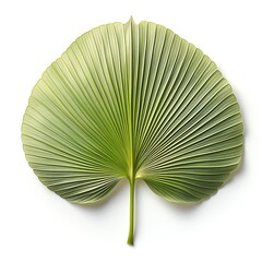 A single palm leaf, isolated on white background.