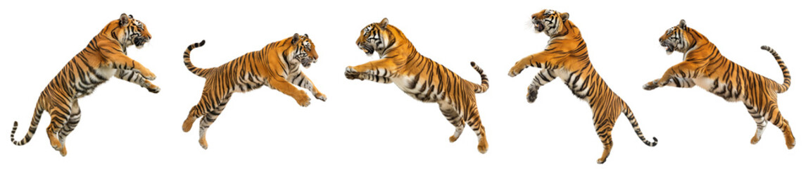 Set of a tigers leaping into the air isolated on white or transparent background, png clipart, design element. Easy to place on any other background.