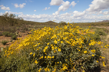 Fototapeta premium Yellow flowering Brittlebush in the Sonoran desert 