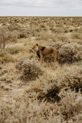 Namibia Etosha National Park Lyon