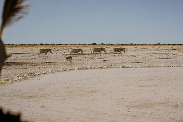 Namibia Etosha National Park Zebras