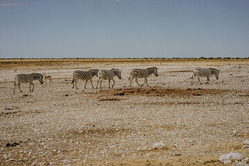 Namibia Etosha National Park Zebras