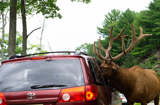20.06.2023 Quebec, Canada. Huge red deer looking into the car at the Omega parc in Quebec. Deer feeding time at the tourist attraction park.