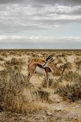 Naklejka premium Antilopen im Etosha Nationalpark Namibia